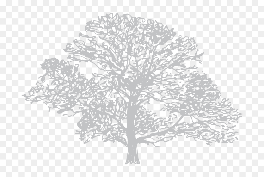 Down To Earth Illustration 4 Silver Birch - Draw A Mountain Ash Tree, HD Png Download - birch png