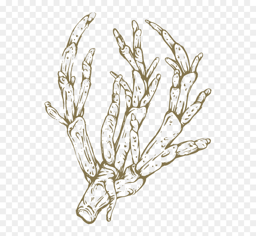 Png Royalty Free Asparagus Drawing - Sketch, Transparent Png - sketch png