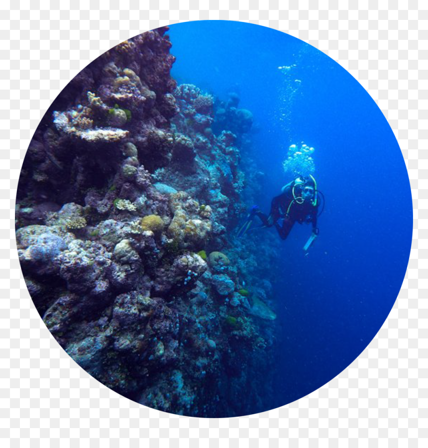 Cirlce-01 - Underwater, HD Png Download - hillary png