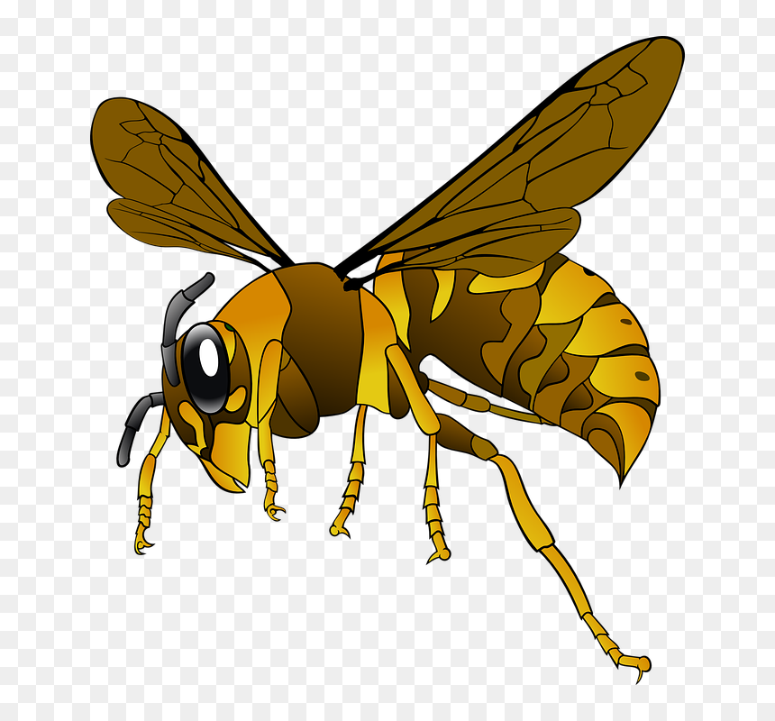 Wasp Png - Wasp Clipart, Transparent Png - wasp png