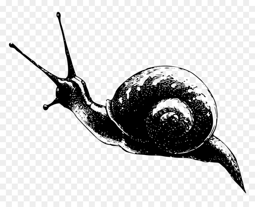 Snail,monochrome Photography,invertebrate - Monochrome Snail, HD Png Download - slug png