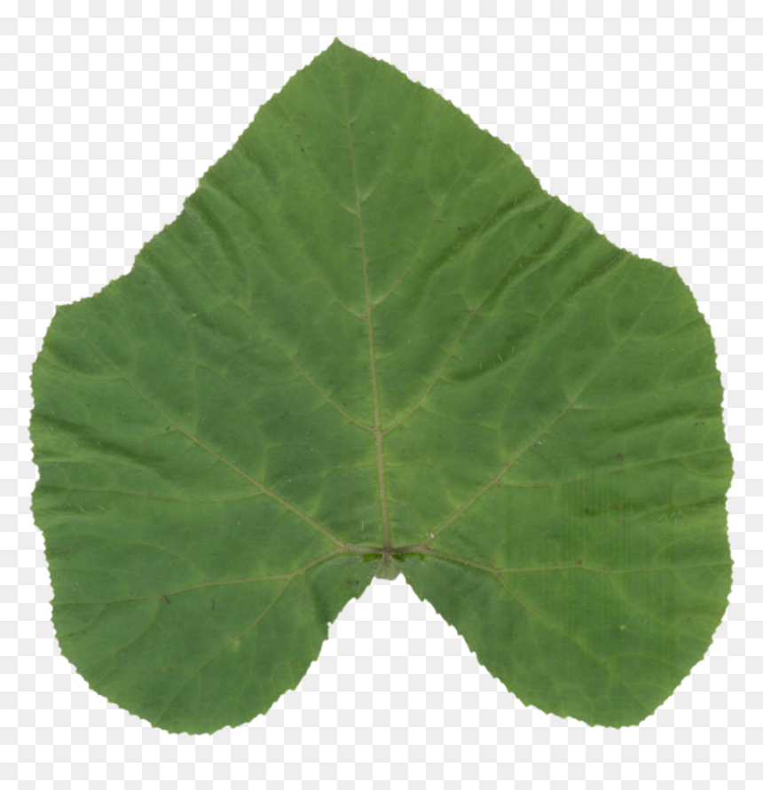 Transparent Aspen Tree Png - Canoe Birch, Png Download - birch png