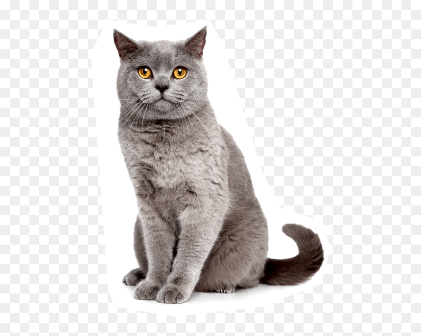 British Shorthair, HD Png Download - gato png