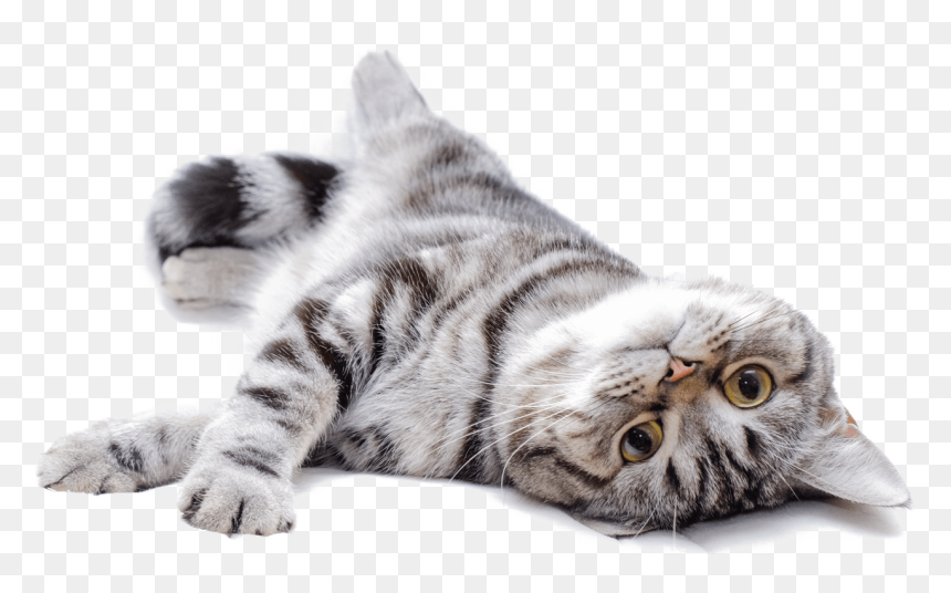 Bebe Gato Png, Transparent Png - gato png