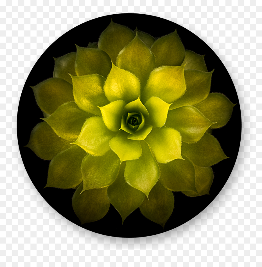 Artificial Flower, HD Png Download - gold nugget png