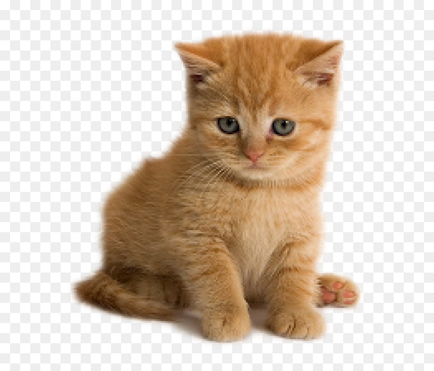 Kitten, HD Png Download - gato png