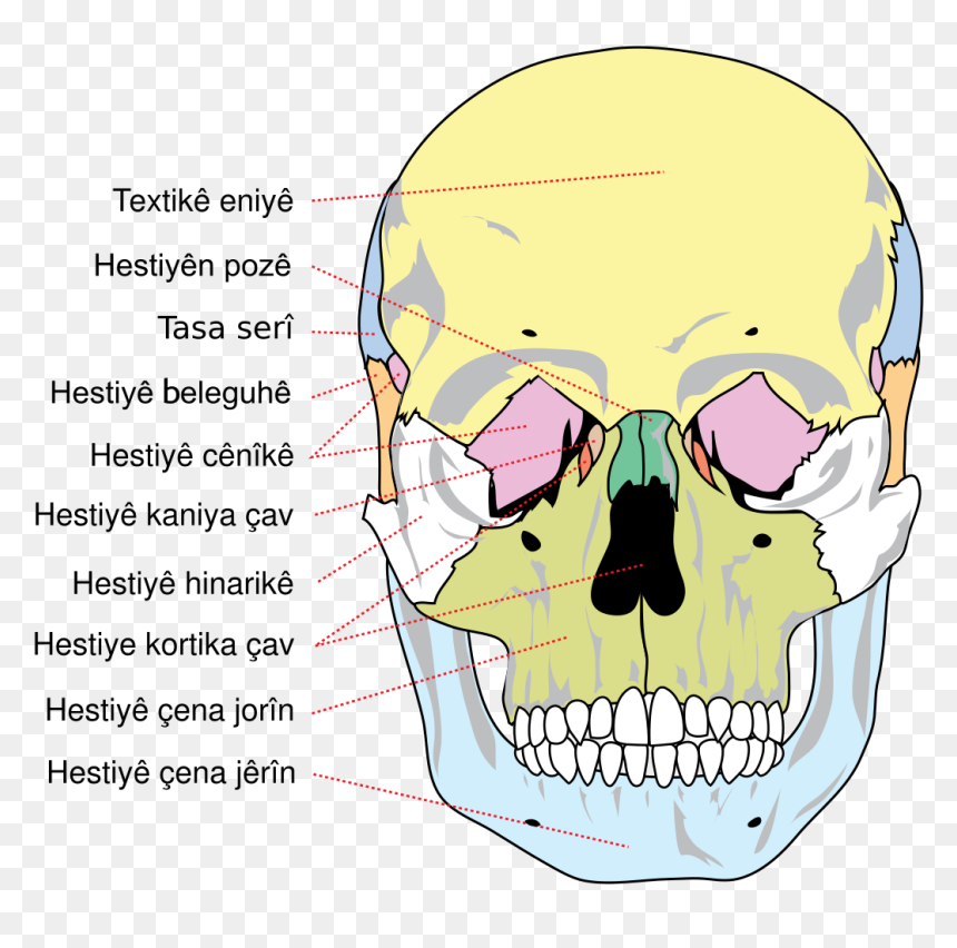 Bones Of The Skull, HD Png Download - skull .png