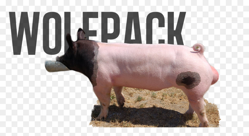 Wolf , Png Download - Domestic Pig, Transparent Png - wolf pack png