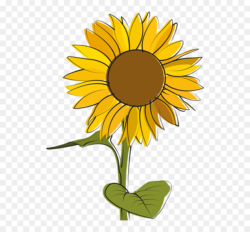 Sunflower, HD Png Download - girasol png