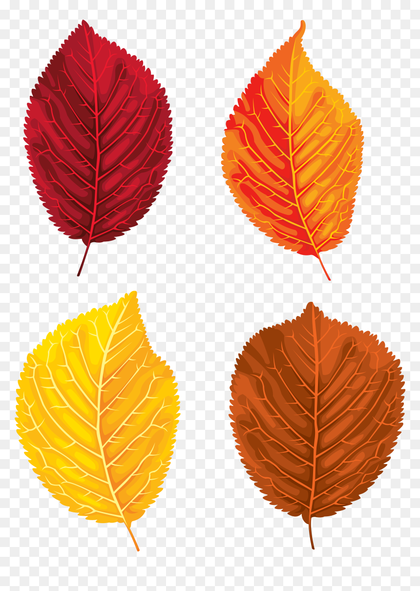 Clipart Leaf Yellow Birch - Portable Network Graphics, HD Png Download - birch png