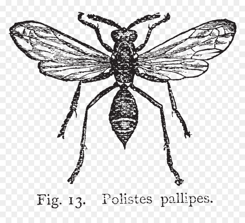 Wasp Nest Drawing, HD Png Download - wasp png