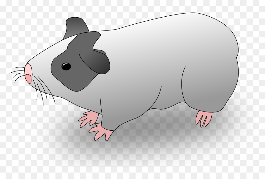 Guinea Pig Clip Arts - Gambar Marmut Animasi, HD Png Download - guinea pig png
