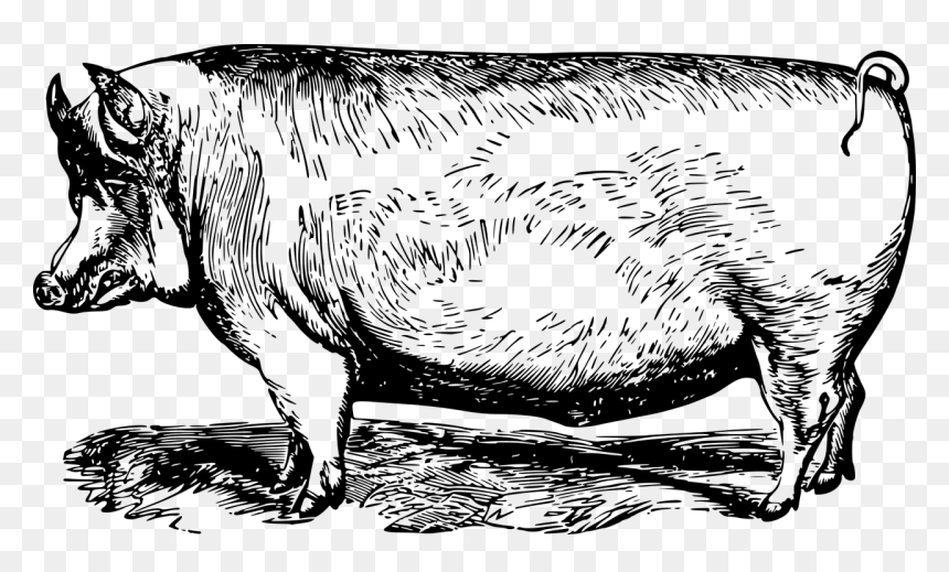 Pork Image Black And White, HD Png Download - hog png