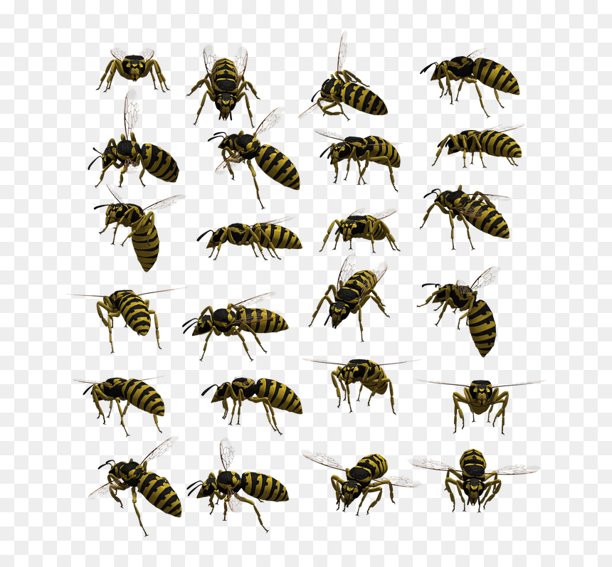 Wasp Yellowjacket, HD Png Download - wasp png