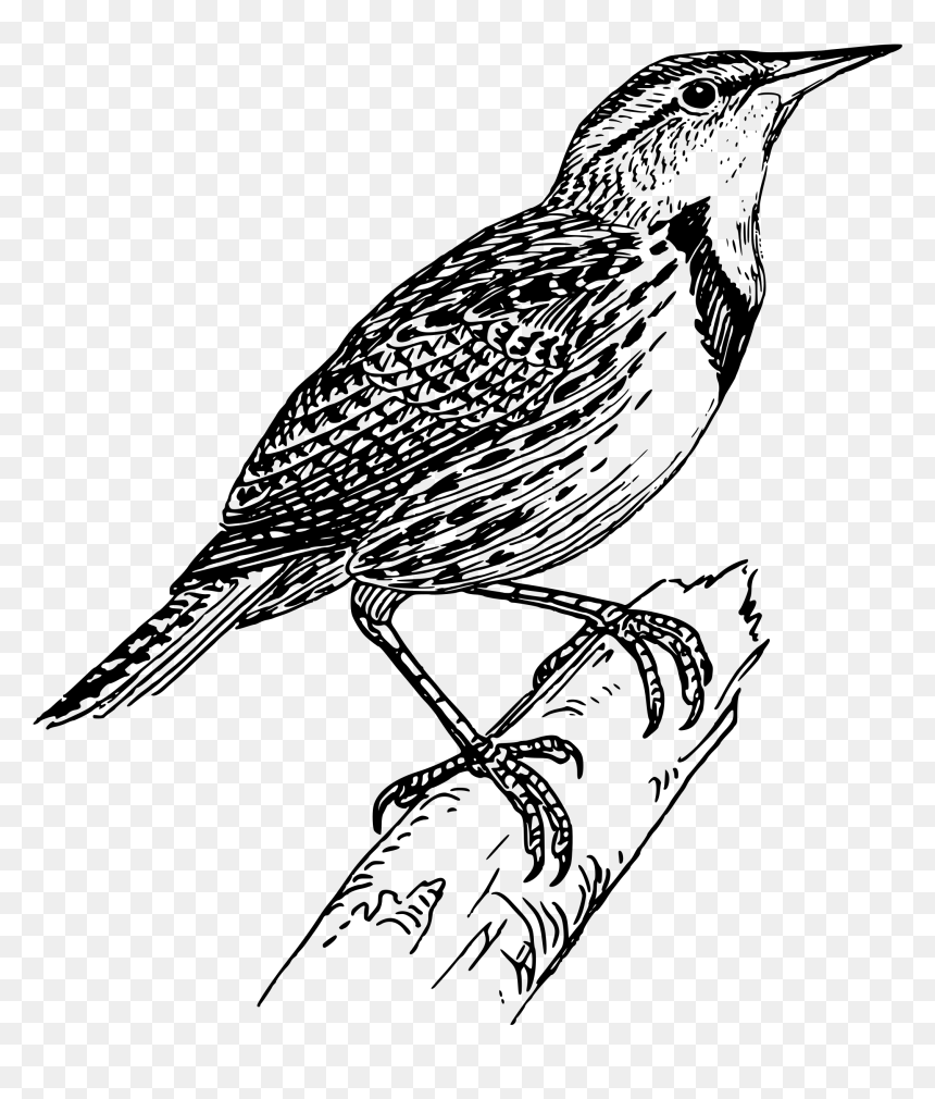 Meadow Lark Clip Arts - Line Drawing Of Bird, HD Png Download - meadow png