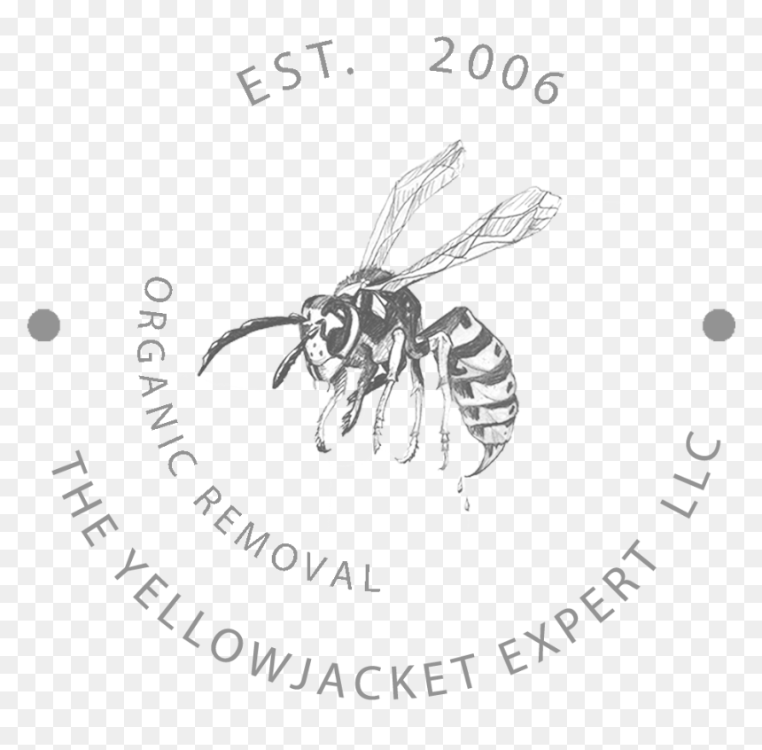 Transparent Wasp Clipart - Hornet, HD Png Download - wasp png