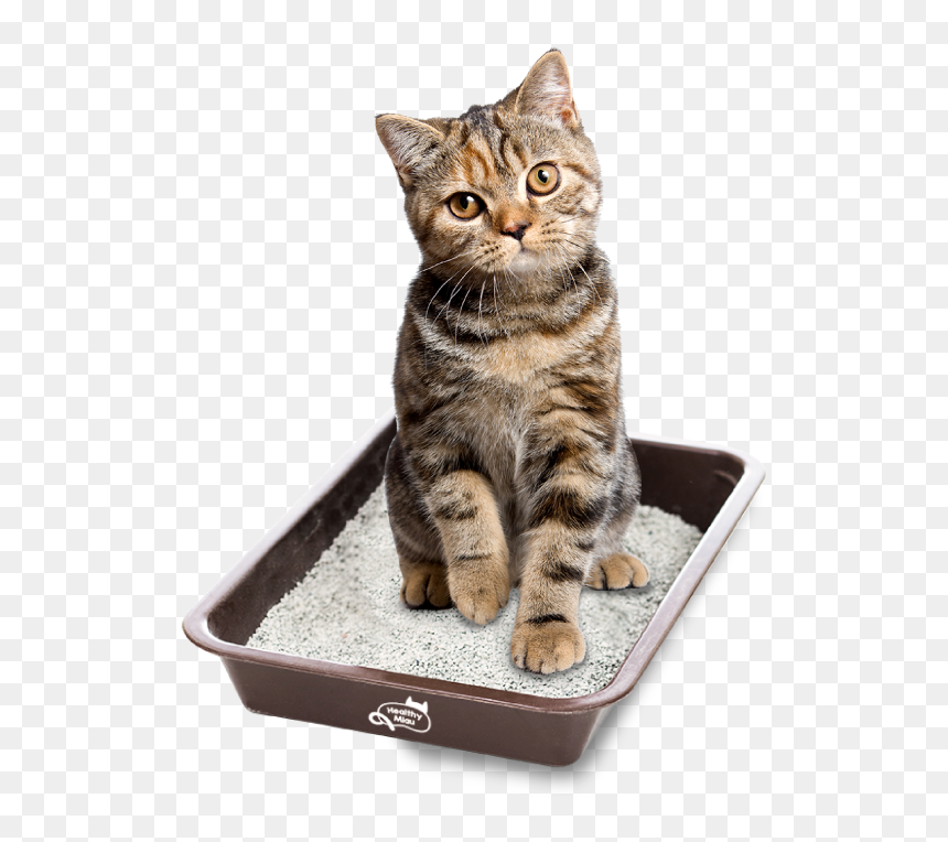 Arena De Gato Png, Transparent Png - gato png