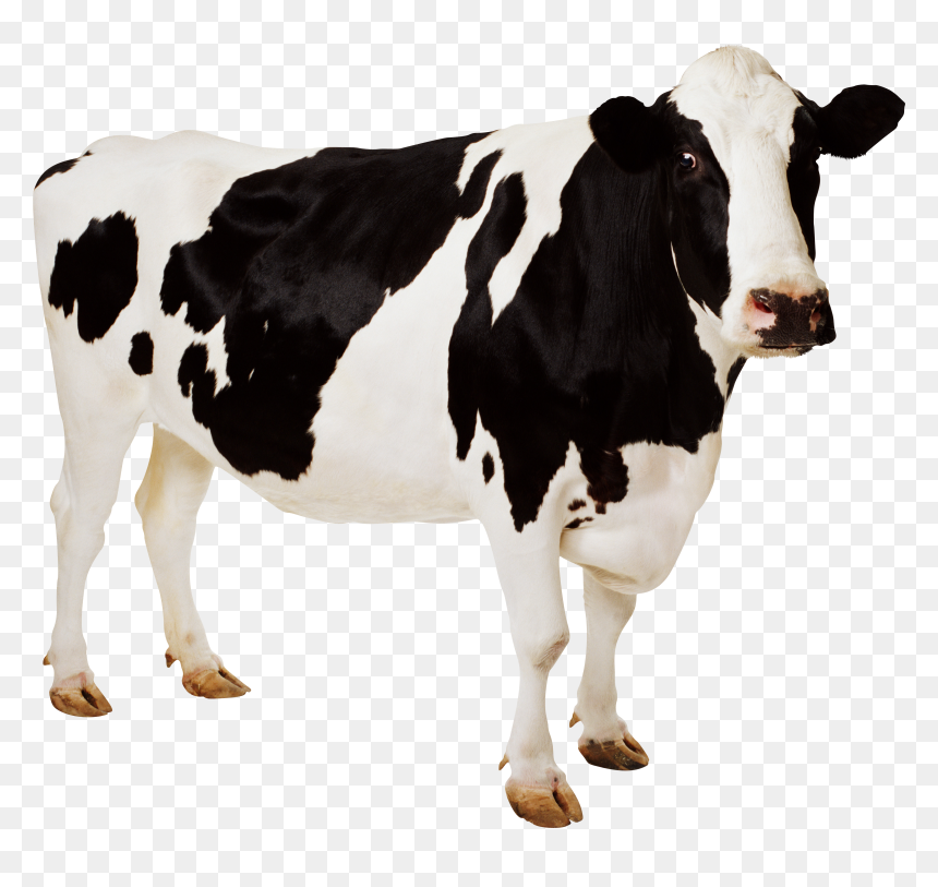 Cow Jpg, HD Png Download - cow png