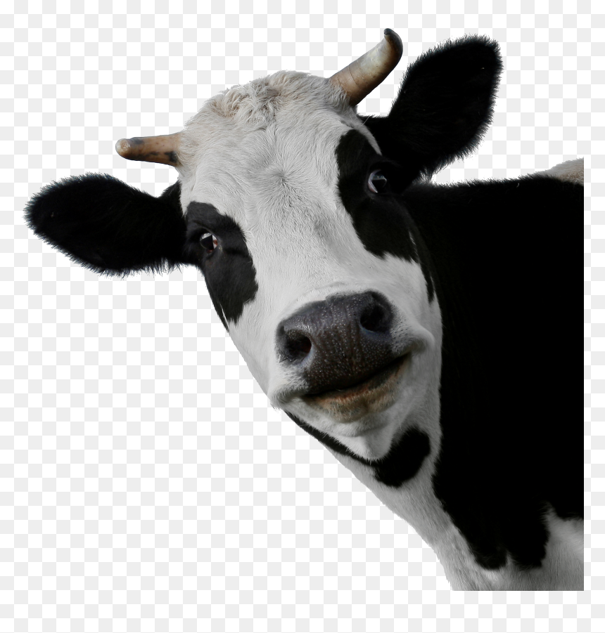 Monday Inspirational Quotes, HD Png Download - cow png