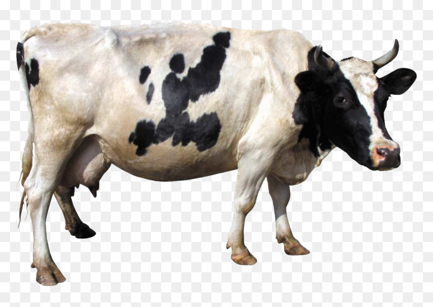 Cow Png, Transparent Png - cow png