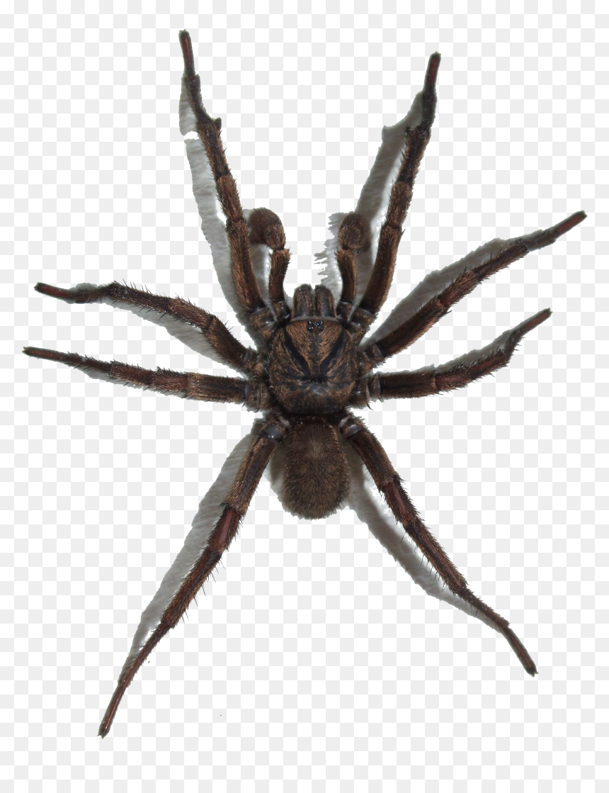 Spider With No Background, HD Png Download - spider png