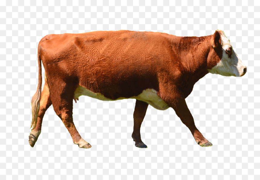 Cow Png, Transparent Png - cow png