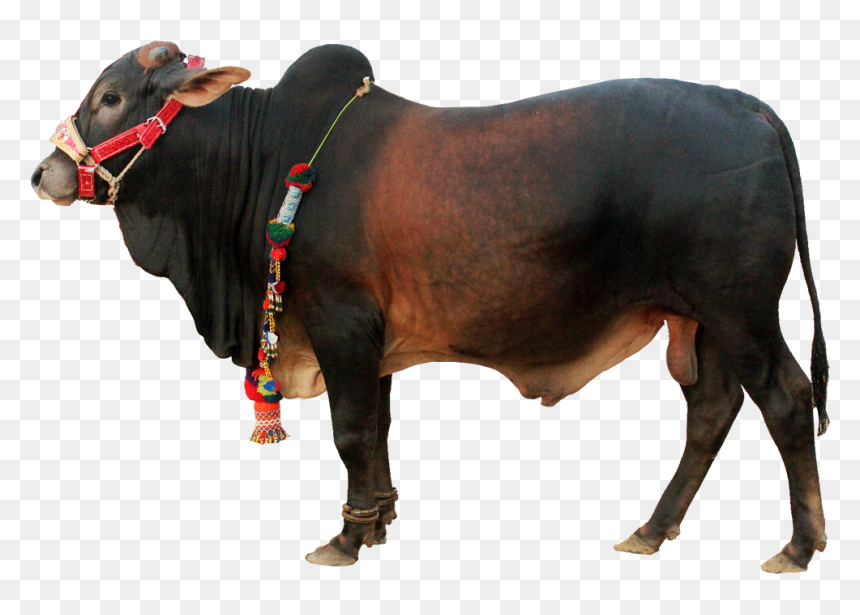 Qurbani Cow Pic Png, Transparent Png - cow png