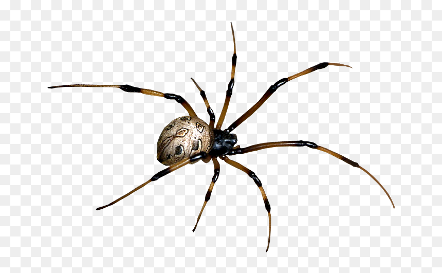 Spider Transparent Png, Png Download - spider png