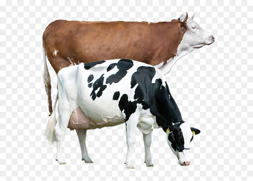 Pregnant Holstein Friesian Cows, HD Png Download - cow png
