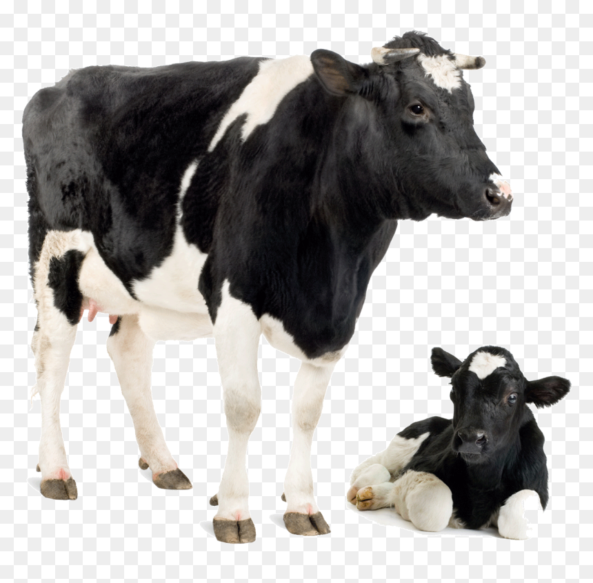 Dairy Cow Png, Transparent Png - cow png