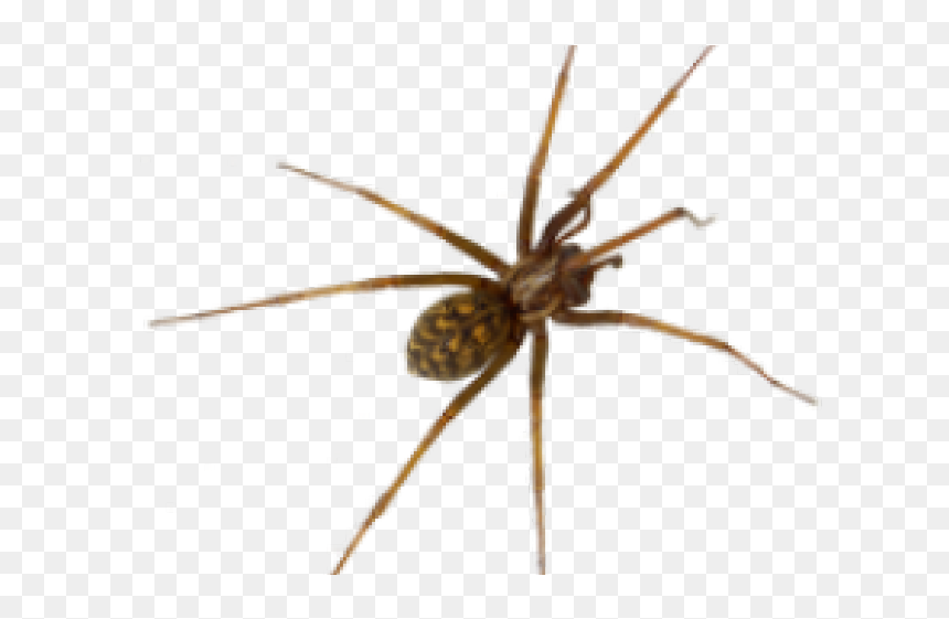 Common House Spider, HD Png Download - spider png