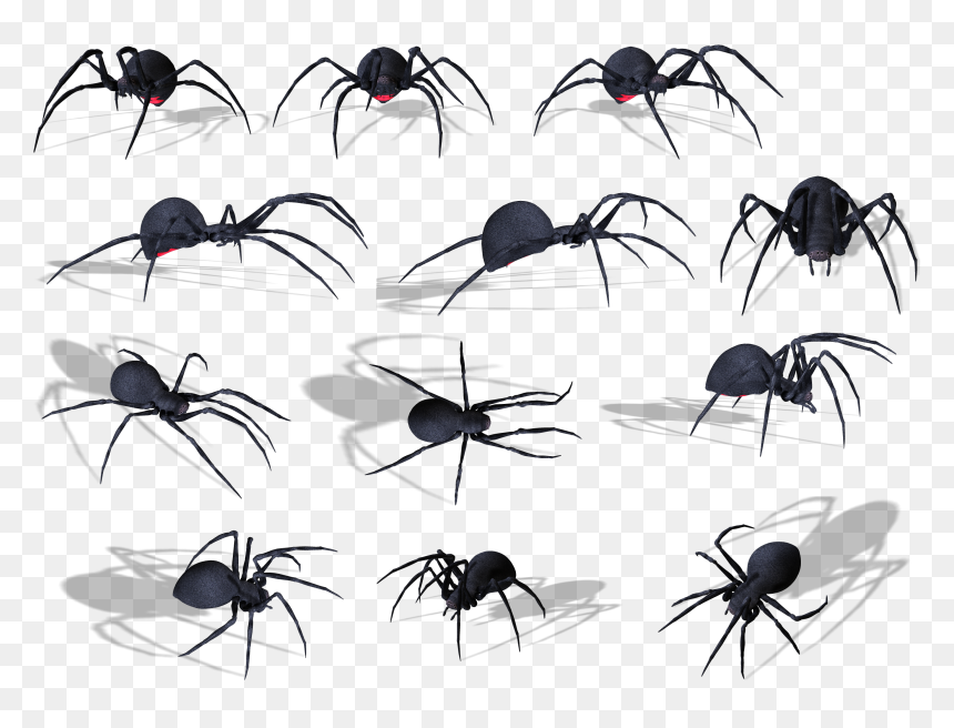 Membrane-winged Insect, HD Png Download - spider png