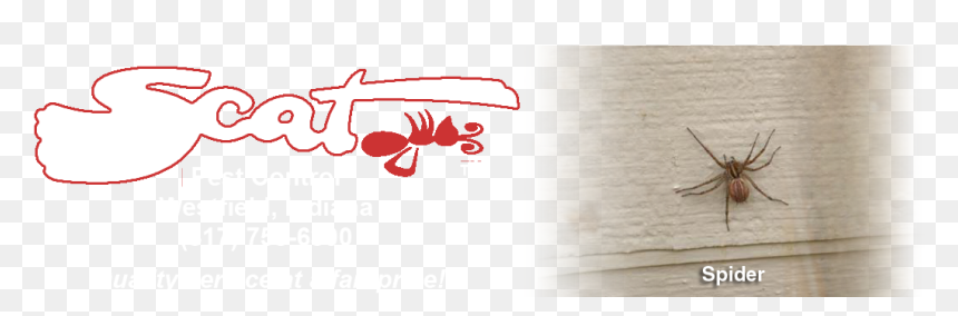 Drawing, HD Png Download - spider png