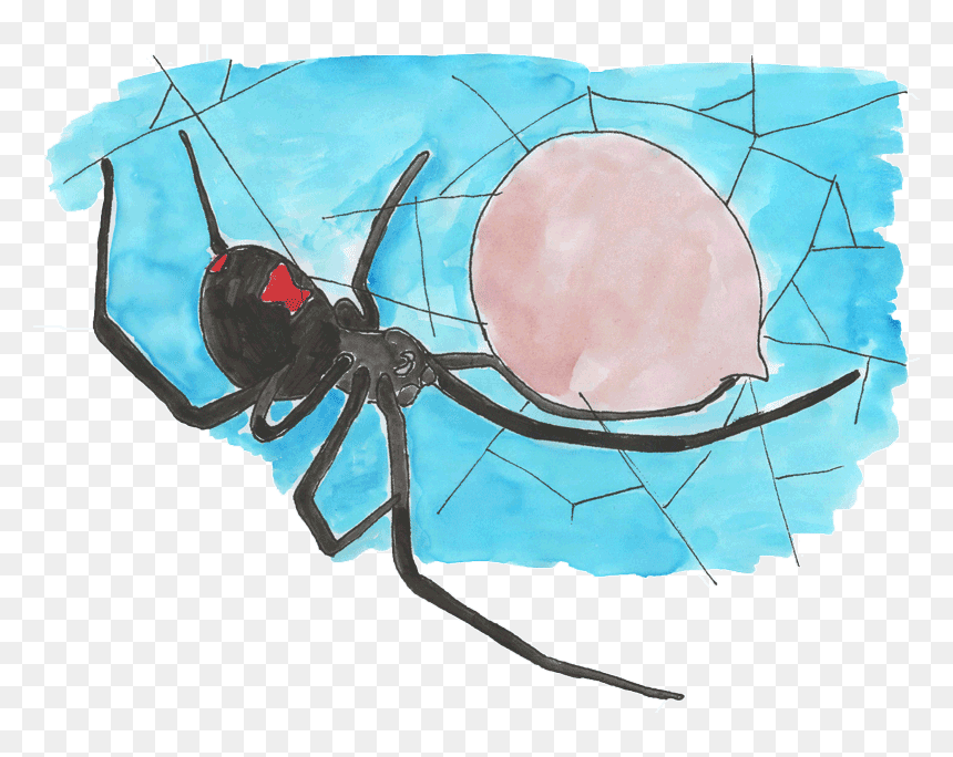 Black Widow, HD Png Download - spider png