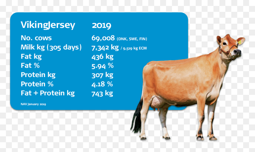 Horse, HD Png Download - cow png