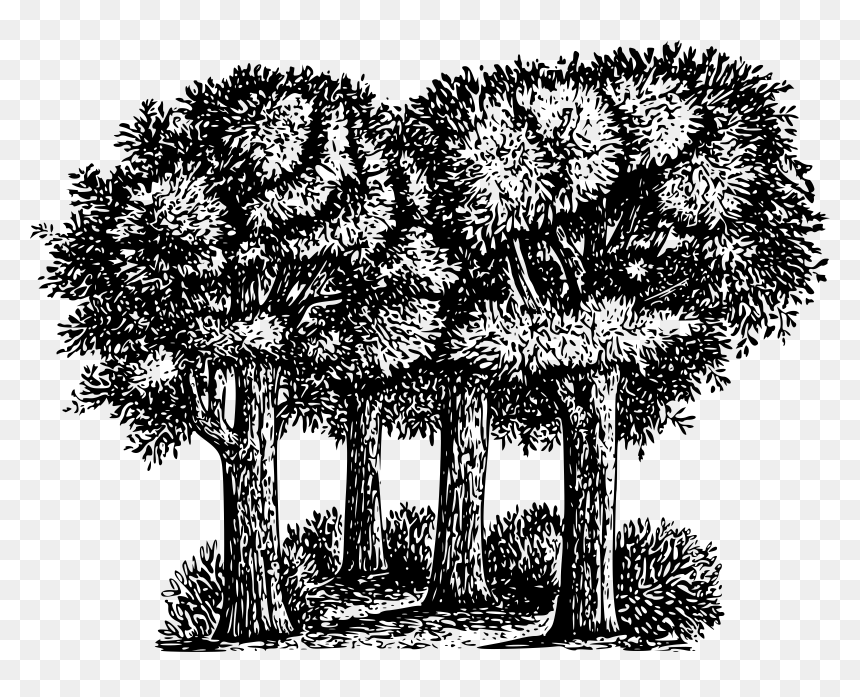 Black And White Forest Clip Art, HD Png Download - forest png