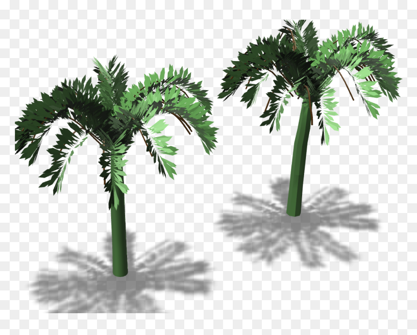 Borassus Flabellifer, HD Png Download - palm trees png