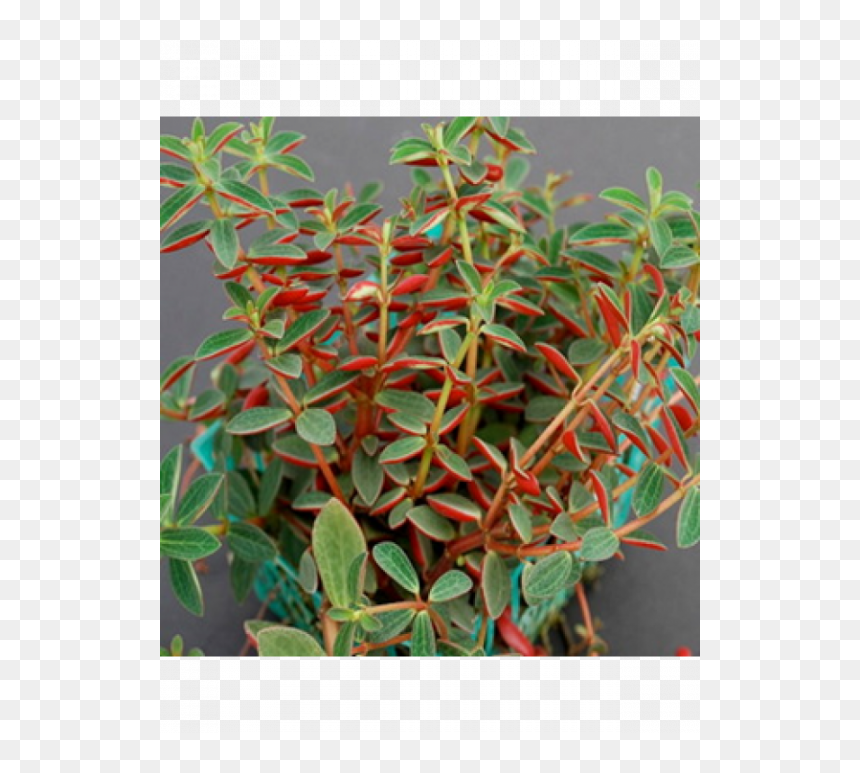 Peperomia Rubella, HD Png Download - plants png