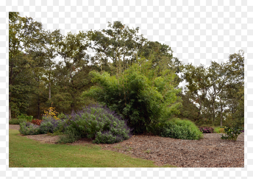 Forest Transparent Background Png, Png Download - plants png