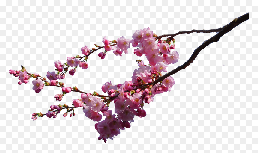 Cherry Blossom Transparent Background, HD Png Download - cherry blossom png