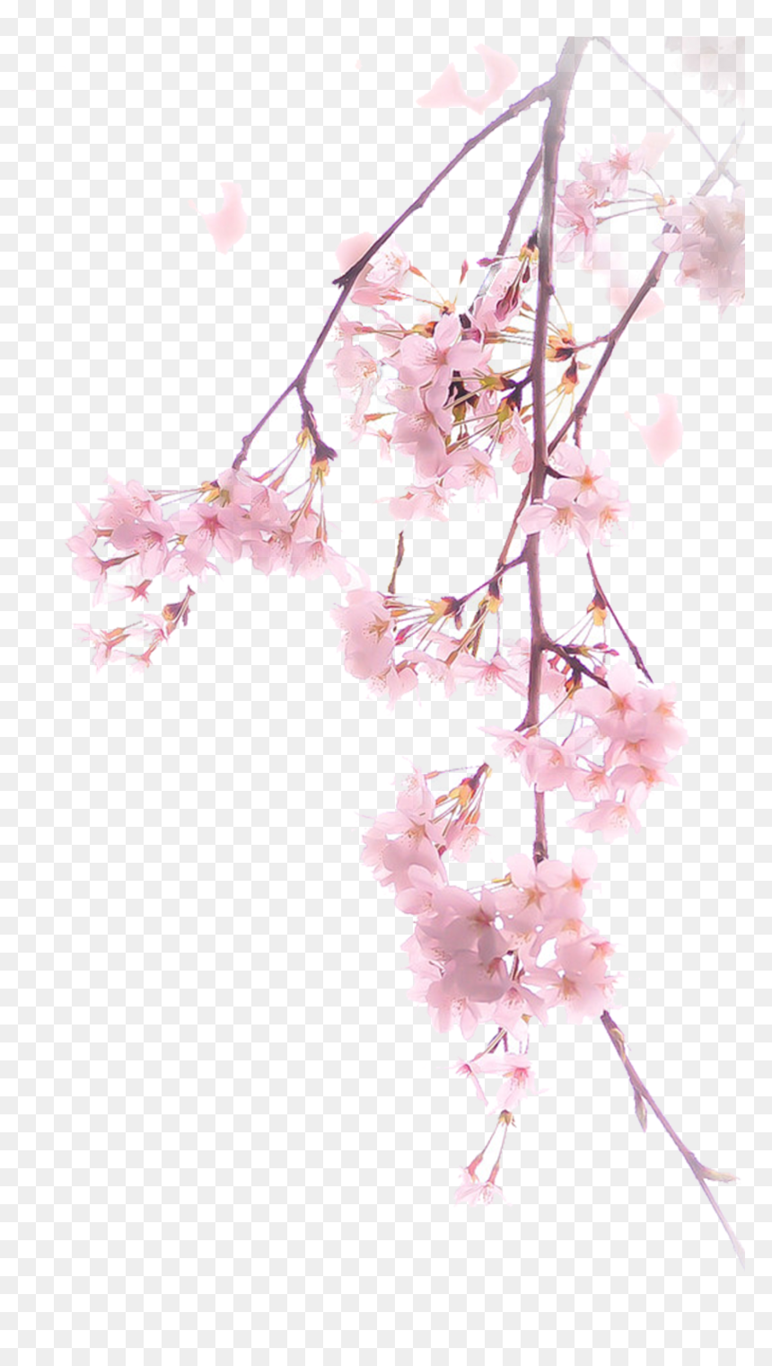 Real Cherry Blossom Png, Transparent Png - cherry blossom png