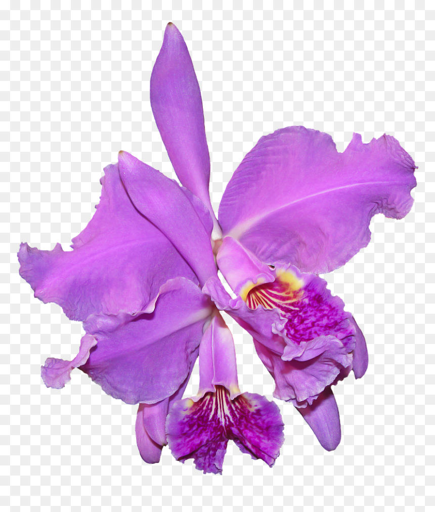 Orquidea Png, Transparent Png - plants png