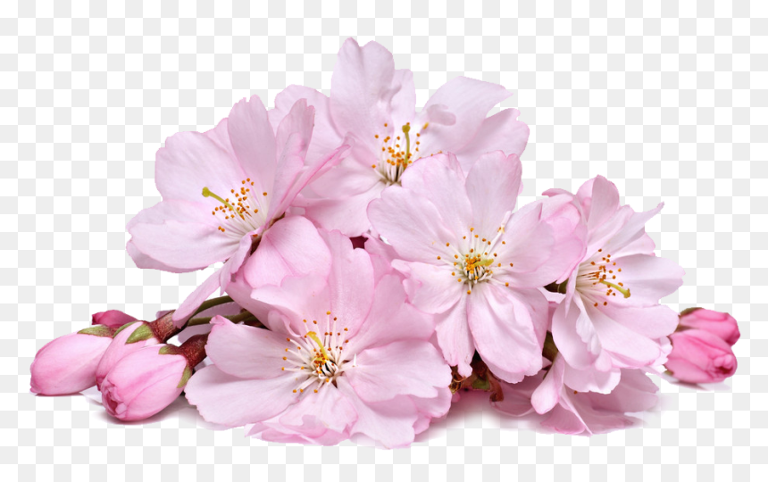 Real Cherry Blossom Png, Transparent Png - cherry blossom png