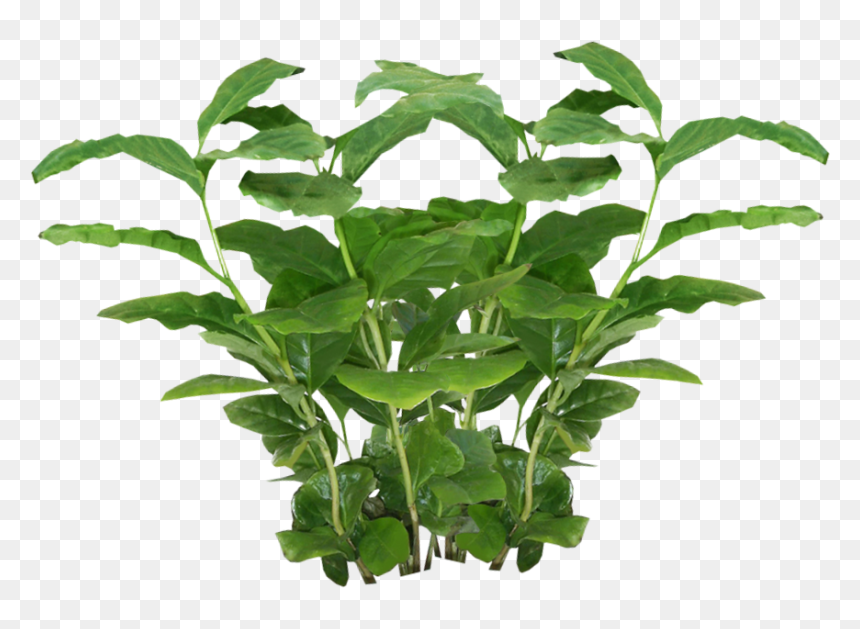 Plants Transparent, HD Png Download - plants png
