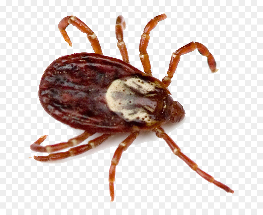 Wood Tick Vs Deer Tick, HD Png Download - checkmark png