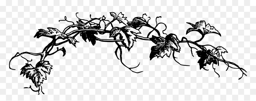 Black And White Transparent Flower Clipart, HD Png Download - vine png
