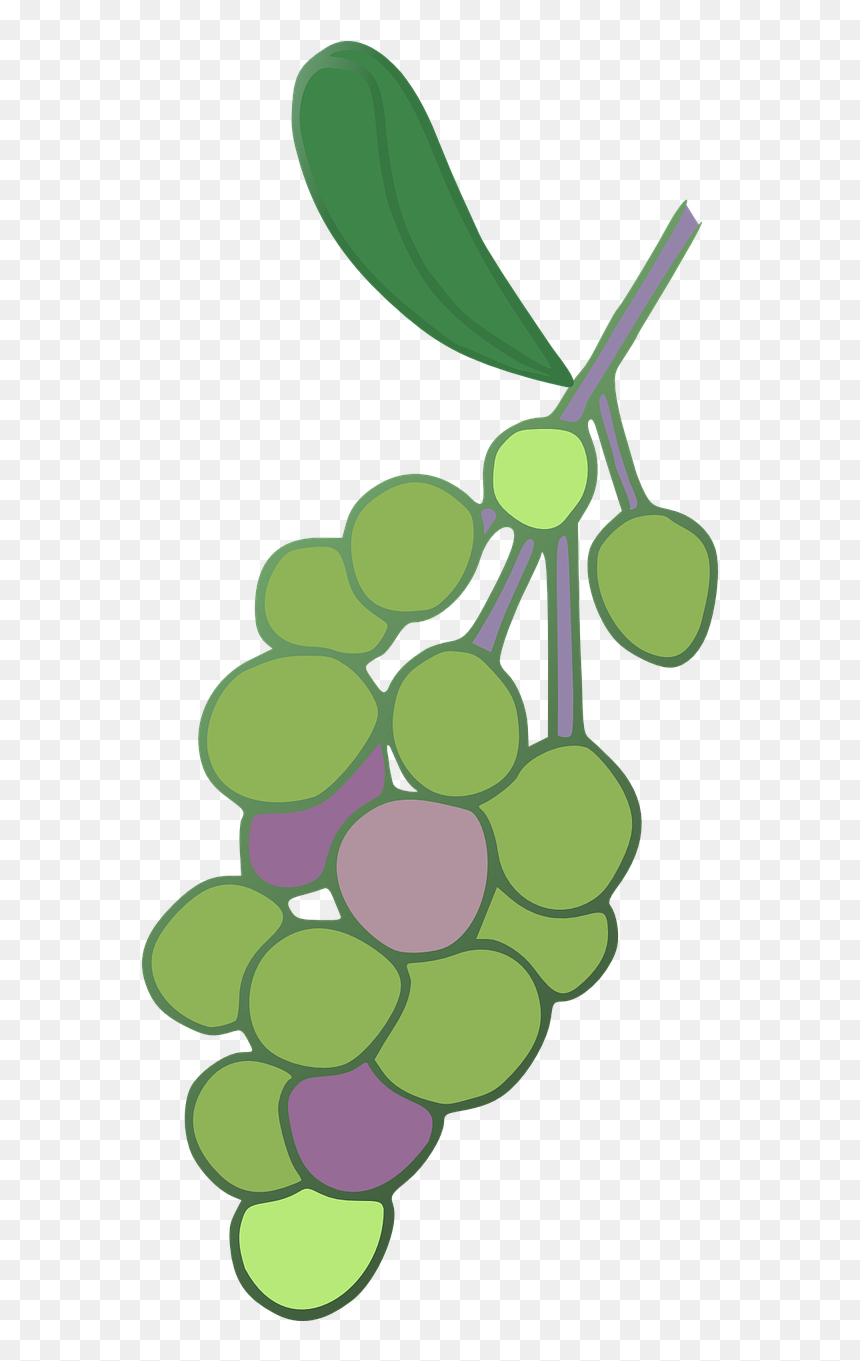 Grape, HD Png Download - vine png
