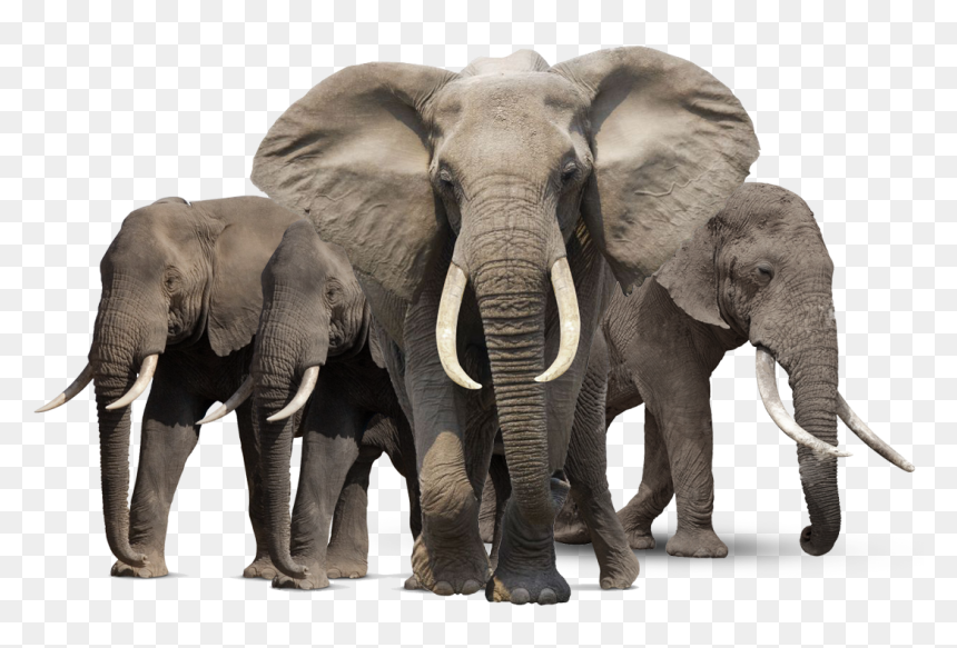 Elephants Png, Transparent Png - elephant png