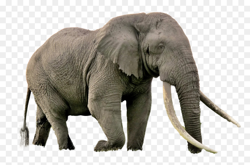 Biggest Animal In Africa, HD Png Download - elephant png