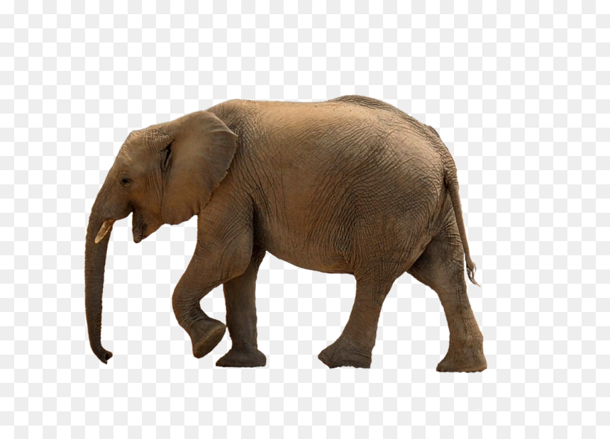 Marche Elephant, HD Png Download - elephant png